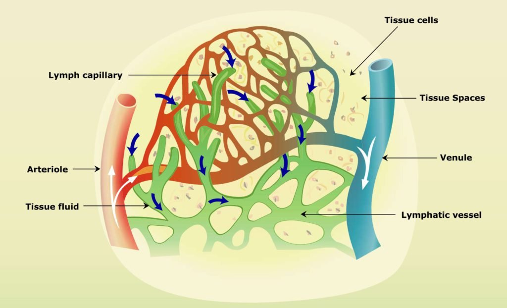 Lymph | Functions and Formation | Veterinary Physiology | vetscraft