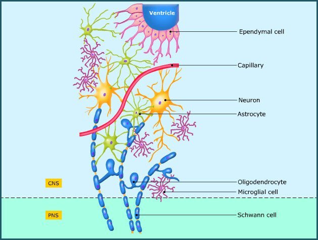 Supporting cells of nervous system