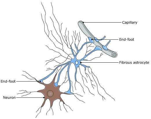 Astrocyte - Supporting cells of nervous system