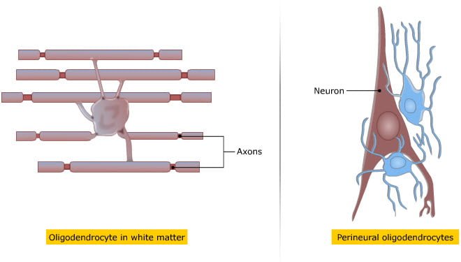 Oligodendrocyte - Supporting cells of nervous system