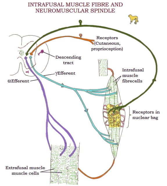 Muscle spindle organ