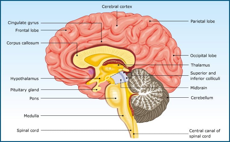 cerebellar cortex