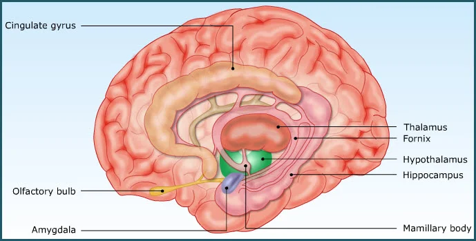 What Is The Limbic System? Definition, Parts, And Functions