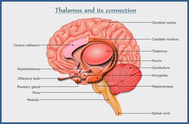 caudate nucleus and thalamus