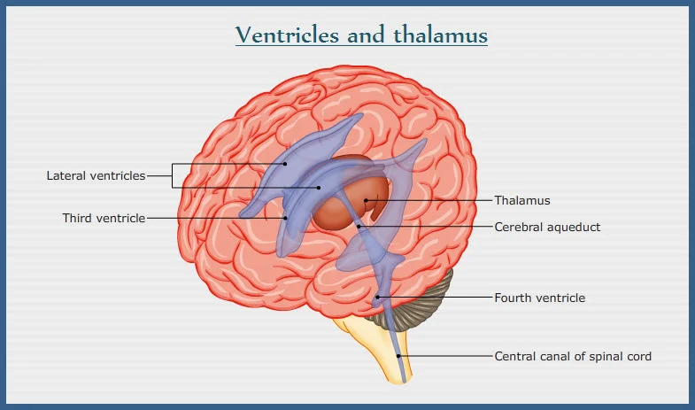 thalamus anatomy