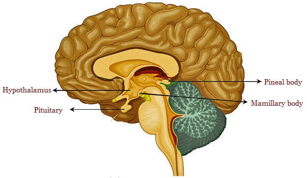 Pineal Gland Dissection