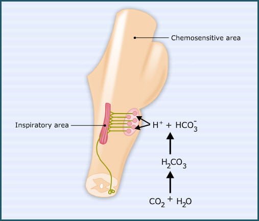 Physiology of Brain stem