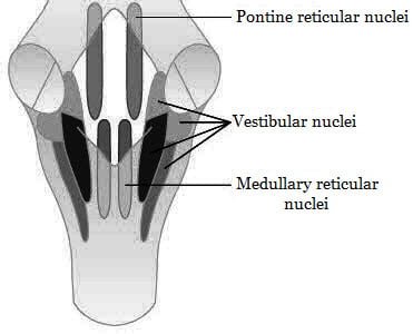 nuclei - Medulla oblongata and Pons