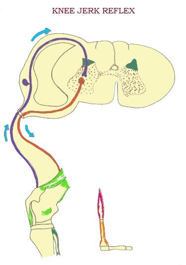 Myotatic reflex or Knee jerk reflex