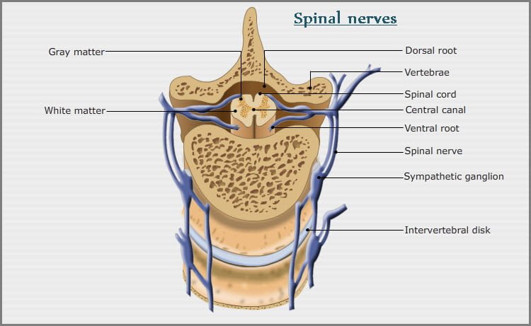 Peripheral nervous system or PNS - Spinal Nerves