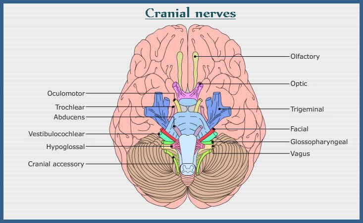 Peripheral nervous system or PNS