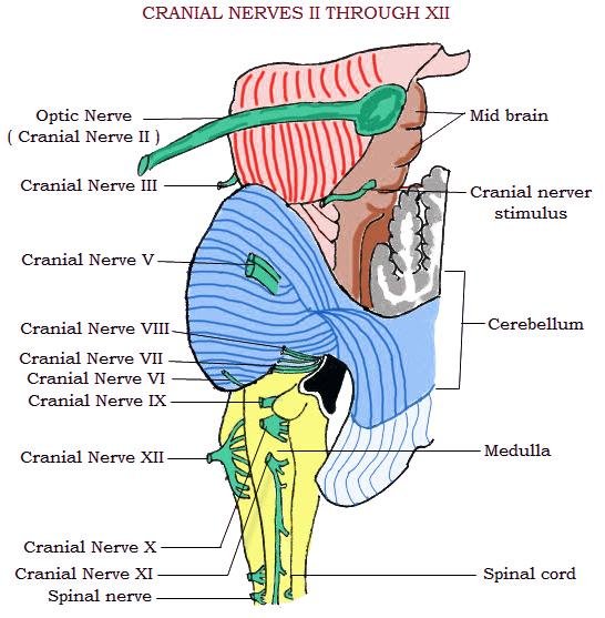 Peripheral nervous system or PNS - Cranial Nerve by Numbers