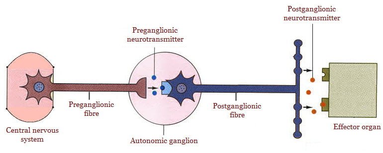 Nerve fibers of ANS