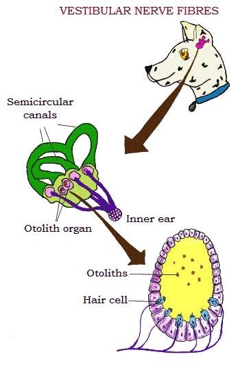 Process of hearing in animals