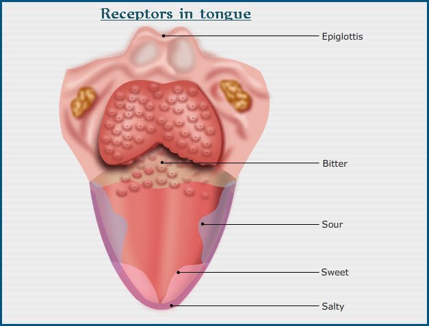 Transduction of taste - Receptors in tongue