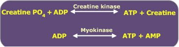 Muscle metabolism