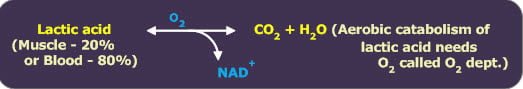 Metabolism of glucose in muscle - Muscle metabolism