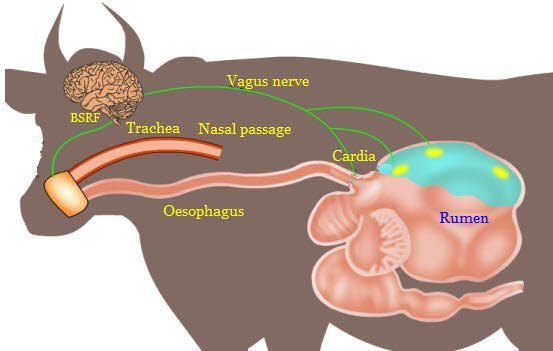 Basic Physiology of Digestion of animals