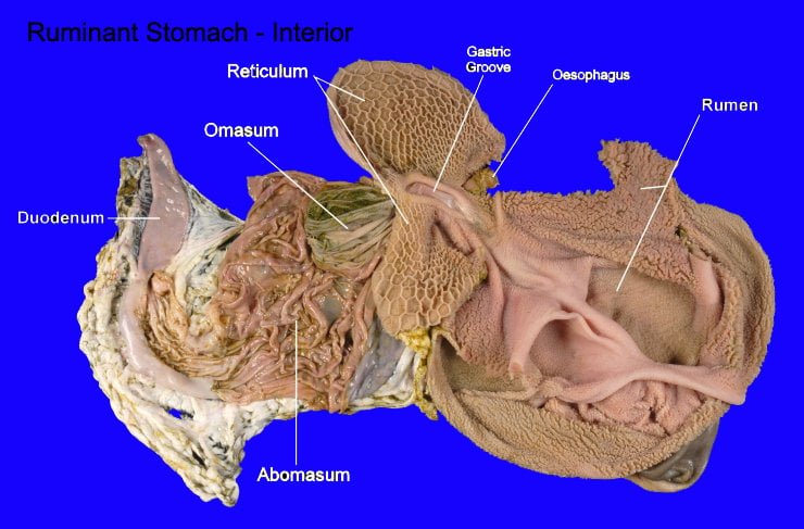 Digestive parts of gut - Ruminant stomach