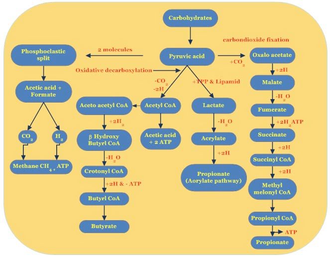 Pathways leading to the formation of major end products - Degradation of different carbohydrates