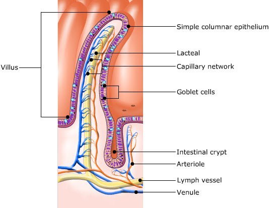 Structure of villi in animals