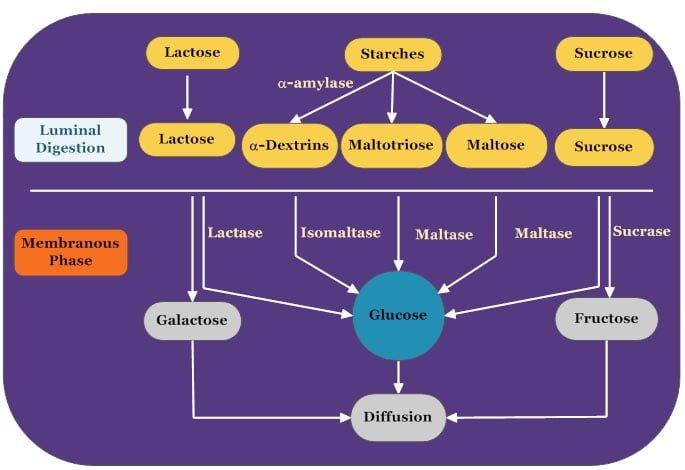 Chemical digestion of nutrients