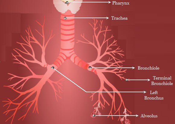 Trachea and Alveoli