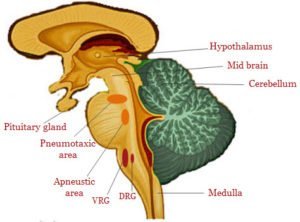 Neural Control of respiration