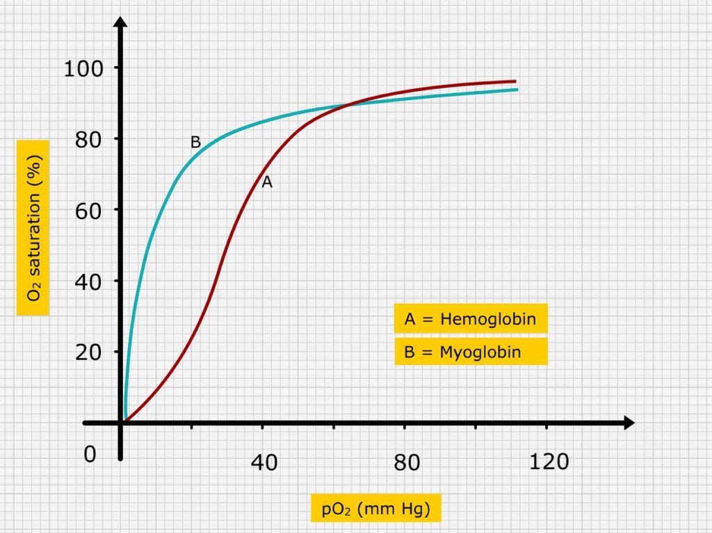 Dissociation curve of Hemoglobin and myoglobin - Transport of Oxygen in respiration