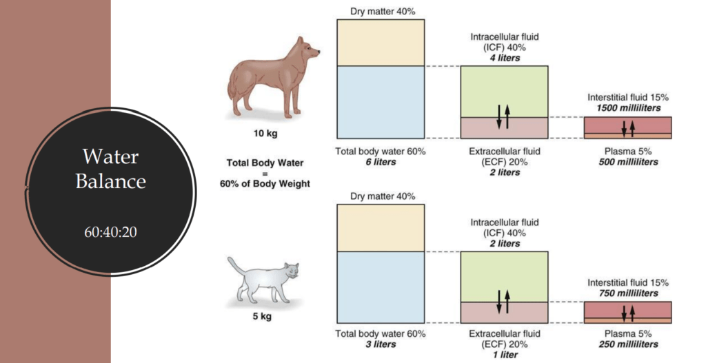 Fluid therapy in animals