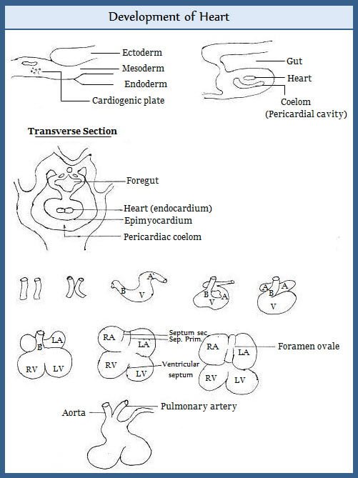 Development of Heart of Animals