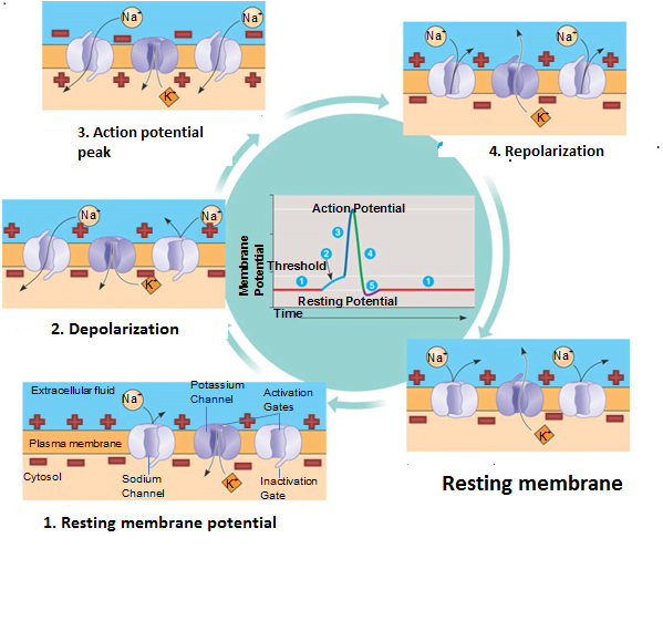 013 Event in the generation of action potential