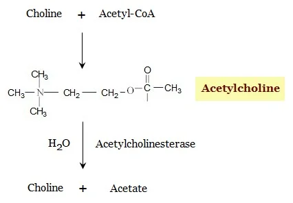 acetylcholine synthesis pathway