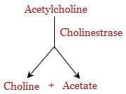 destruction of acetylcholine - Cholinergic neurotransmission