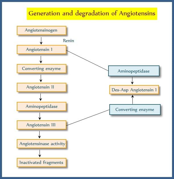 Generation and degradation of angiotensins