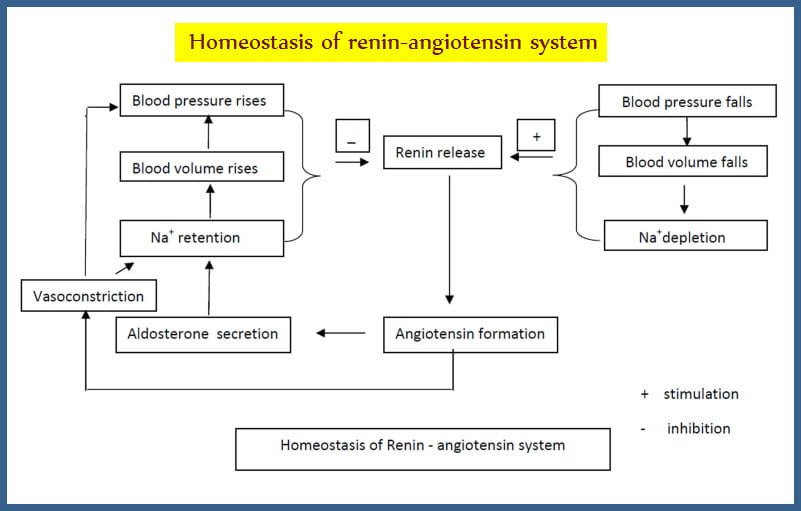 Homeostasis of renin - angiotensins system