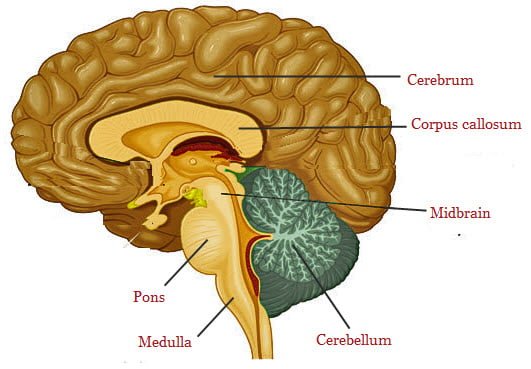 CNS Pharmacology