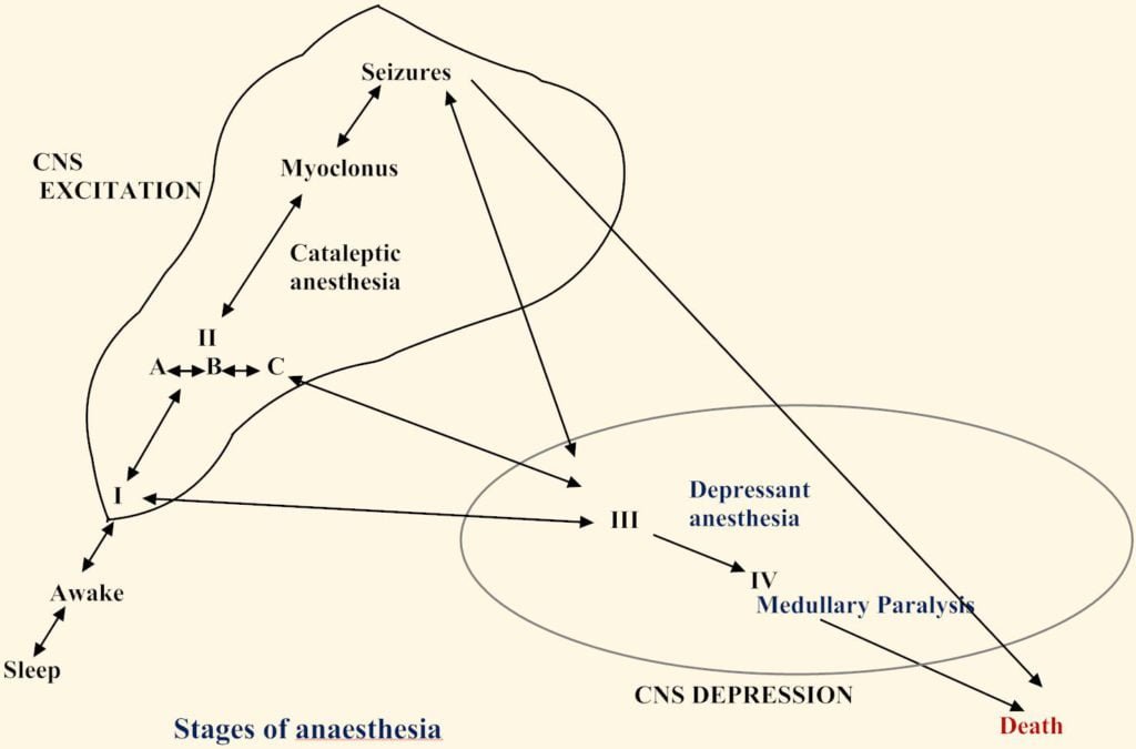 Stages of anesthesia - Anesthetics in animals