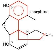 Basic opioid structure of morphine - Opioids drugs in animals