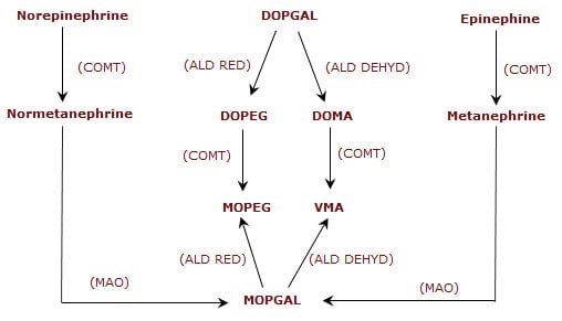metabolized in the liver by COMT and MAO - Catecholamines