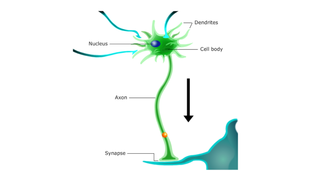 Axonal conduction - Neurohumoral transmission