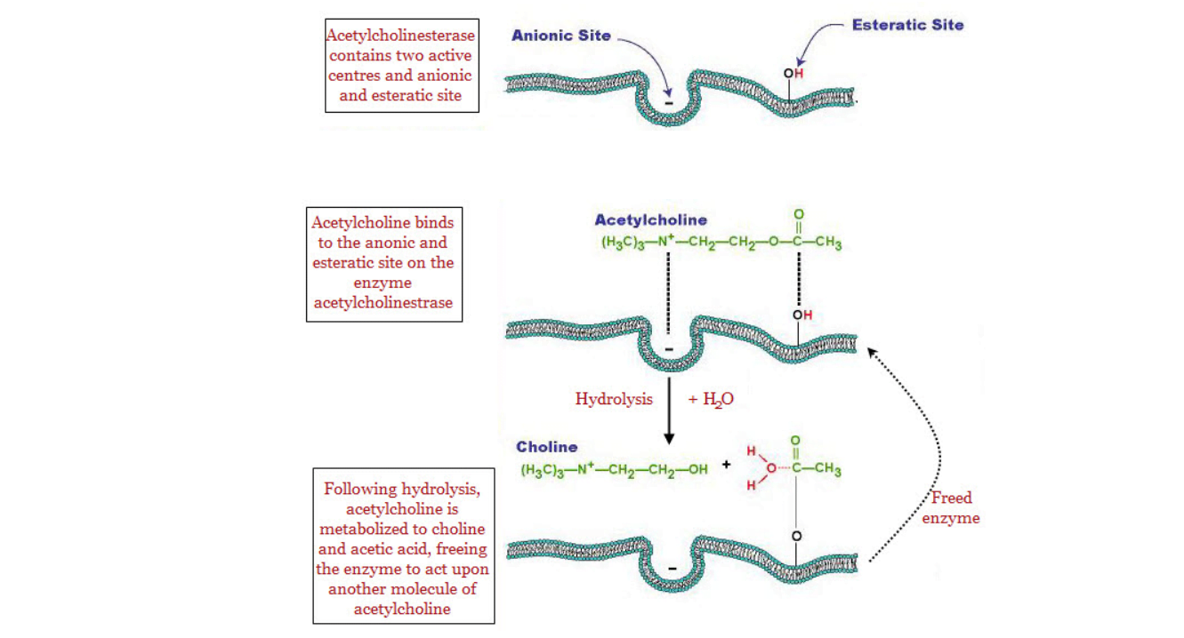 Destruction of acetylcholine - Cholinergic neurotransmission