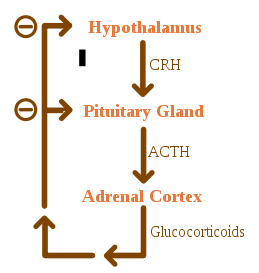 Regulation of Hormone secretion - Negative feedback mechansim - vetscraft