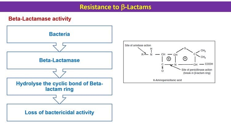 Beta lactamase activity of resistant bacteria - Amoxicillin for animals