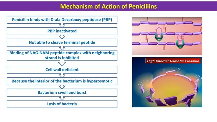 Mechanism of action of penicillins - Amoxicillin for animals