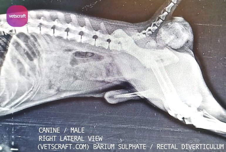 Contrast radiography in animals- Barium Sulphate given intra rectal and then taken x-ray radiograph, this shows Rectal Diverticulum