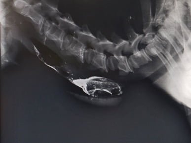 Indication and contraindication of contrast radiography in animals