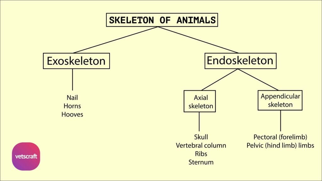 Introduction of Osteology - Classification of Skeleton in animals