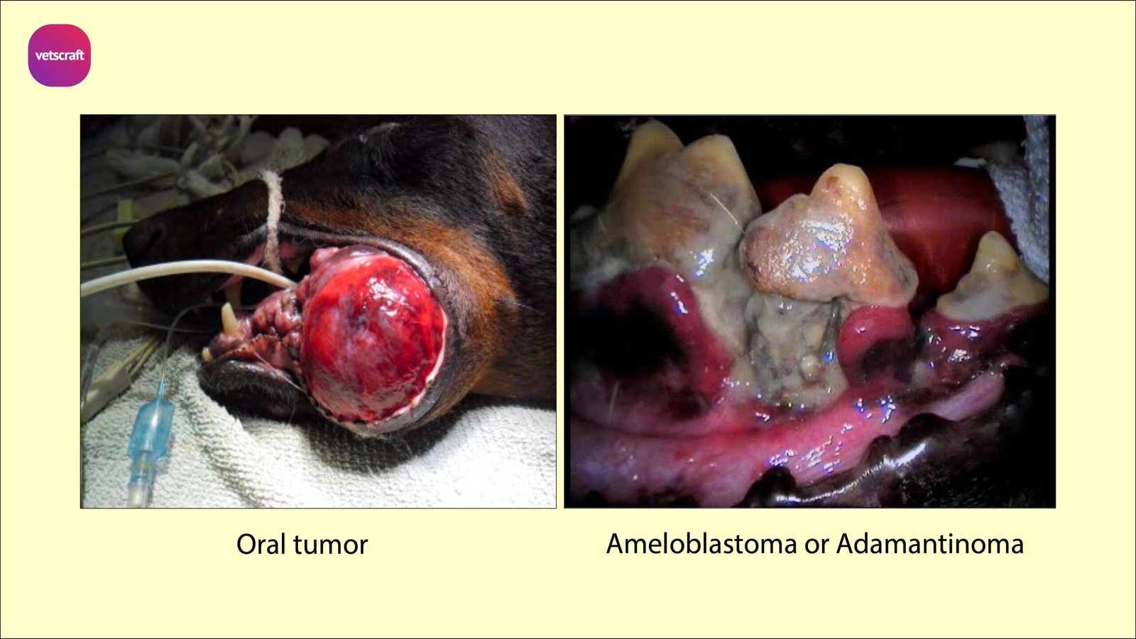 Ameloblastoma or Adamantinoma and Oral tumors in dogs- Surgical affections of teeth in animals