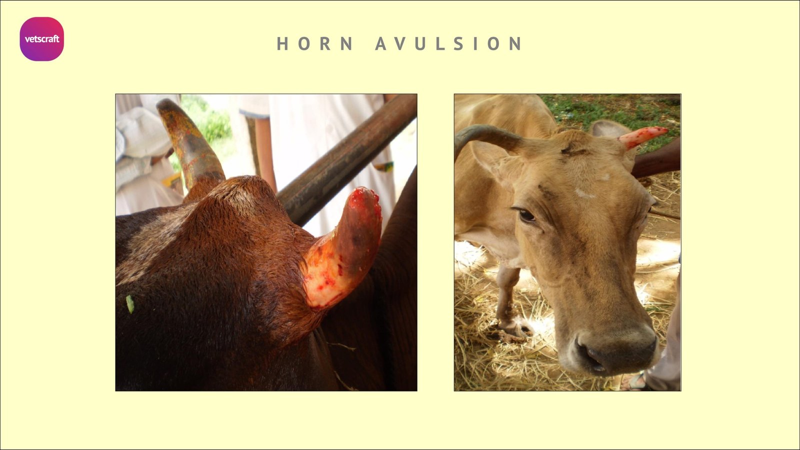 Surgical Affections Of Horns Avulsion Fissure Fracture Cancer